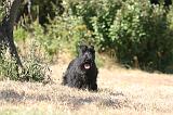 SCOTTISH TERRIER 214